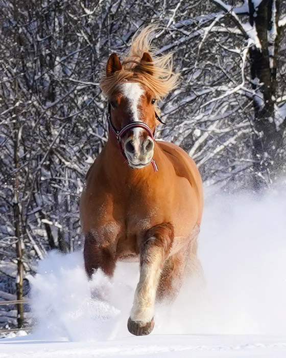 Pferdefotografie | Anne Schwarz | Lieblingsalltag