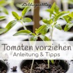 Tomaten vorziehen | Anleitung und Tipps